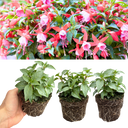Set of 3 or 6 Large, Garden Ready Plants - Fuchsia Bella Nikita (Rose & Purple)