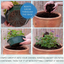 7 Colour Coordinated Plants - Sea Blues Theme Speedplanter, Garden Ready