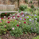 Knautia Macedonica Melton Pastels Plants (Set of 3 or 6)