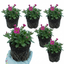 Set of 3 or 6 Large Plants - Arabis Aubris Deep Rose, Ready to Plant in Your Garden, 1L