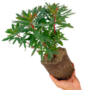 Euphorbia Purpurea Plant