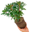 Euphorbia Purpurea