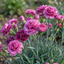 Set of 3 or 6 Large Plants - Pink Purple Carnation, Ready to Plant in Your Garden, 10.5 cm