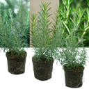 Rosemary Grower’s Choice Mix Plants (Set of 3 or 6)