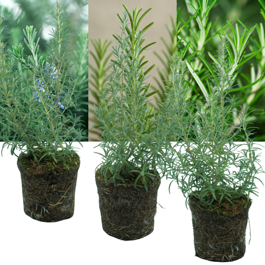 Rosemary Growers Choice Mix – Evergreen Culinary Herb (Set of 3 or 6)