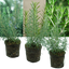 Set of 3 or 6 Large Herb Plants - Rosemary Grower’s Choice Mix, Outdoor Garden Ready, 1L