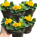 Primrose Orange Plant