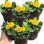 Primrose Orange