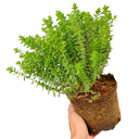 1 Large, Garden Ready Plant - Hebe Little Leaves Green (Shrubby Veronica), 2L
