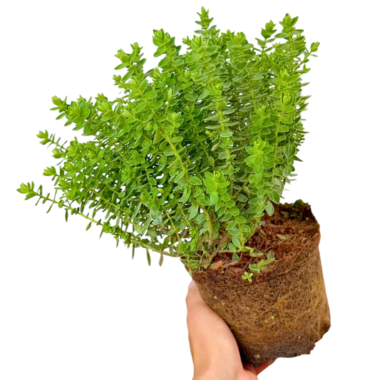 Hebe 'Little Leaves Green' (Shrubby Veronica) – Evergreen Shrub (2L Pot)