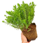 1 Large, Garden Ready Plant - Hebe Little Leaves Green (Shrubby Veronica), 2L