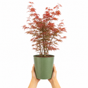 3 Litre Red Acer Tree, Japanese Maple Plant, Nursery Pots