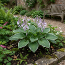 Francee Plantain Lily Plants (Set of 3 or 6)