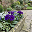 Set of 3 or 6 Primrose ‘Queen Neon Violet’ Hardy Perennial Plants, Bee Friendly Spring Flowering, Outdoor Garden Ready, 1 Litre Root-Ball