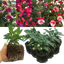 Set of 3 or 6 Large Plants - Fuchsia Diva Random Colour Mix, Ready to Plant in Your Garden