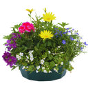 7 Colour Coordinated Plants - Berry Swirl Theme Speedplanter, Garden Ready