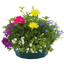 7 Colour Coordinated Plants - Berry Swirl Theme Speedplanter, Garden Ready