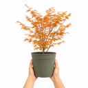 3L Orange Leaf Acer Tree, Nursery Pot, Patio Garden Pots