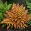 Copper Shield Fern Dryopteris Erythrosora