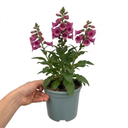 Digitalis Hanabee Deep Rose Foxglove Plants