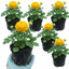 Set of 3 or 6 Large, Outdoor Garden Ready Plants - Rannunculus Vortex Golden Yellow