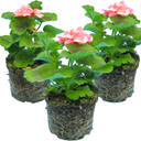 Pelargonium Toscana Dolce Vita Emma or Smart Lenja Plants (Set of 3 or 6)
