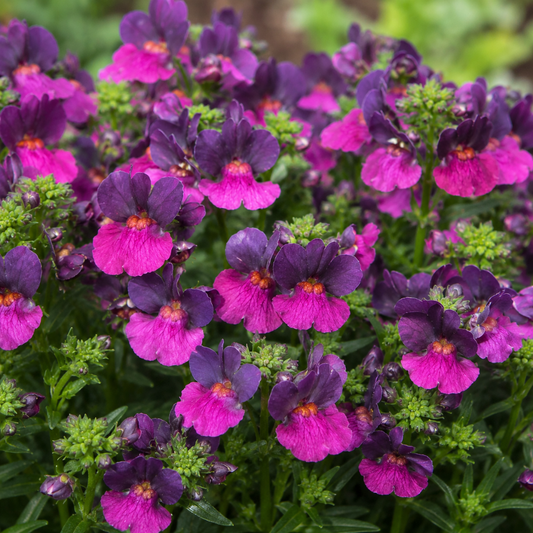 Bicolour nemesia with deep purple upper petals and magenta-pink lower lips