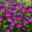 1 Large Plant - Nemesia Lady Lisa, Ready to Plant in Your Garden, 5L Pot