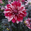 Dahlia Dahlegria Tricolour Plant (3L Pot)
