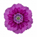 Dianthus Oscar Purple Star Plants (Set of 3 or 6)