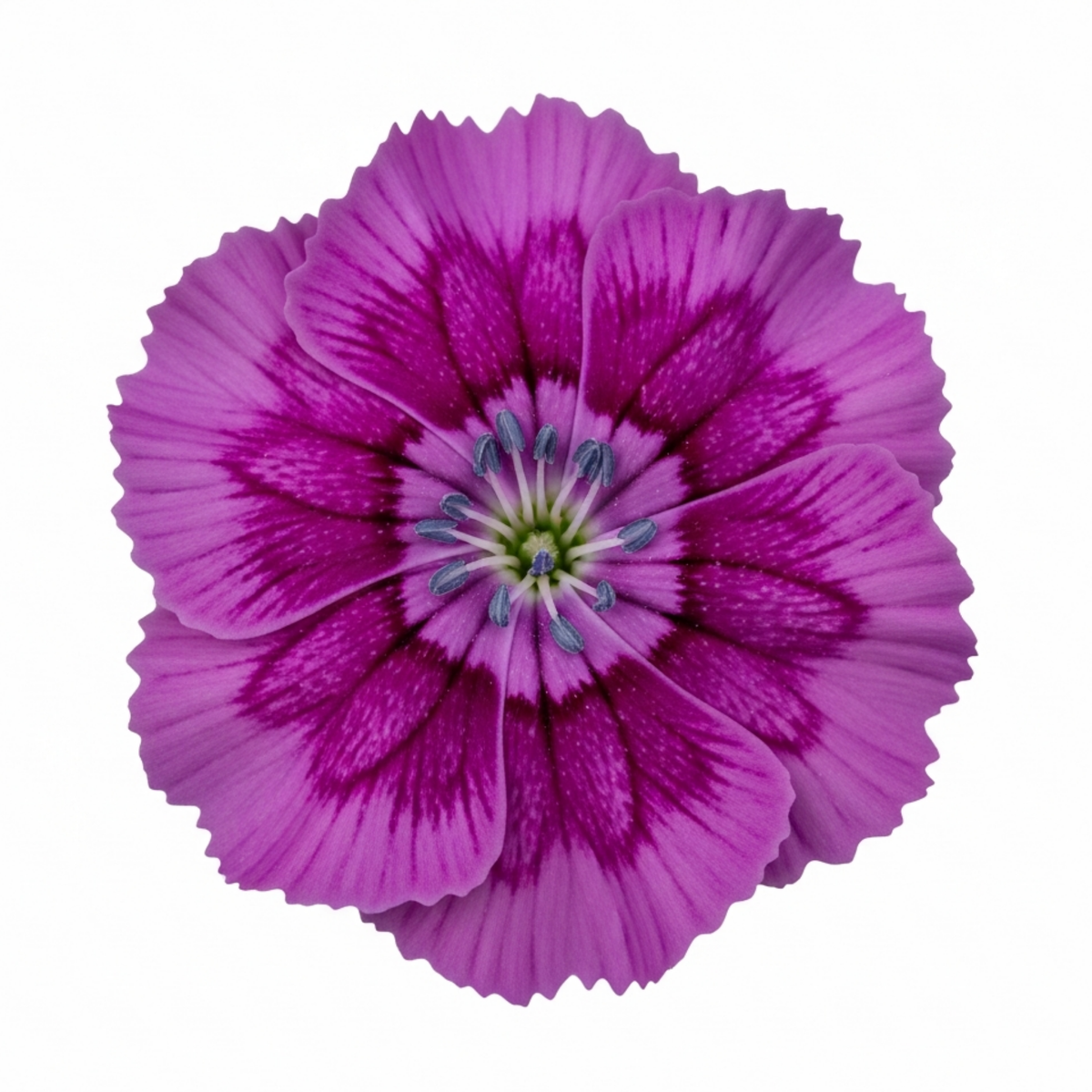 Dianthus 'Oscar Purple Star' (Garden Pink) – Hardy Perennial (Set of 3 or 6)