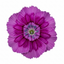 Set of 3 or 6 Large Plants - Dianthus Oscar Purple Star, Outdoor Garden Ready