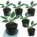 Francee Plantain Lily Plants (Set of 3 or 6)