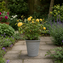 3Ltr Patio Rose Bush, Nursery Pots, Garden Ready