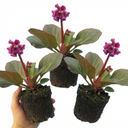 Bergenia Rotblum Hardy Evergreen Perennial Plants (Set of 3 or 6)