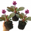 Set of 3 or 6 Bergenia Rotblum Hardy Evergreen Perennial Plants, Pink Flowering Ground Cover, Outdoor Garden Ready, 1 Litre Root-Ball