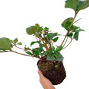 Hellebore Angel Glow Plant