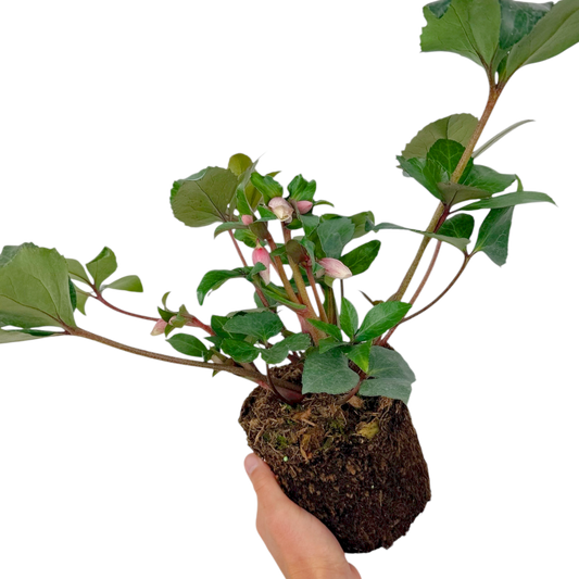 Hellebore 'Angel Glow' – Winter Flowering Perennial (2L Pot)