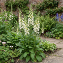 Digitalis Hanabee White Foxglove Plants