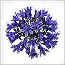 Agapanthus Charlotte Plant (2L Pot)