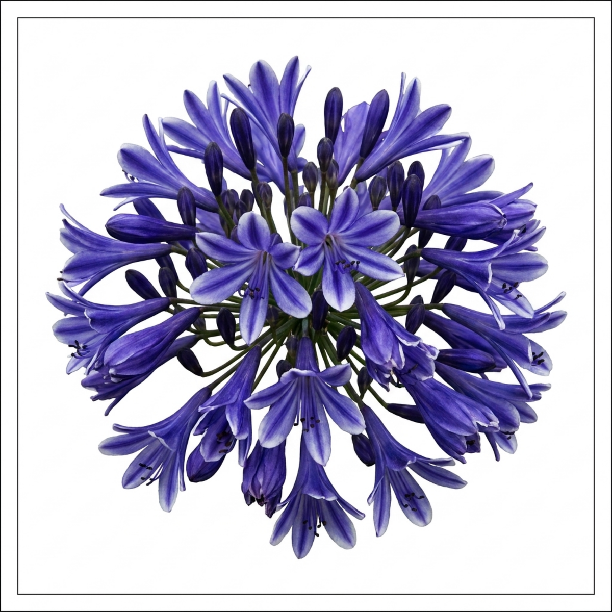 Agapanthus 'Charlotte' (African Lily) – Summer Flowering Perennial (2L Pot)
