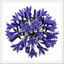 1 Large Plant - Agapanthus Charlotte, Ready to Plant in Your Garden, 2L Pot