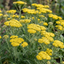 Set of 3 or 6 Achillea Cloth of Gold Yarrow Plants, Hardy Perennial, Bee Friendly Garden Flowers, Outdoor Garden Ready, 1 Litre Root-Ball
