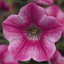 Set of 3 or 6 Large Plants - Petunia Dekko Rose Star, Outdoor Garden Ready