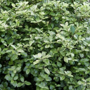 Pittosporum Pom Pom Plant (3L Pot)