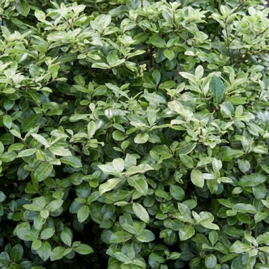 Dense mound of small glossy dark green Pittosporum leaves filling the frame