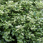 1 Large Plant - Pittosporum Pom Pom, Ready to Plant in Your Garden, 3L Pot
