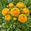 Set of 3 or 6 Large, Outdoor Garden Ready Plants - Rannunculus Vortex Golden Yellow