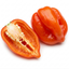 1 Scotch Bonnet Chilli Pepper Plant, Fresh Live Hot Pepper, Garden Ready, 2 Litre Root Ball