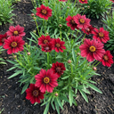 Coreopsis Uptick Red Plants (Set of 3 or 6)